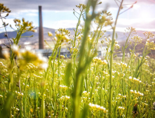 Sustentabilidade e inteligência: A chave para o futuro dos negócios